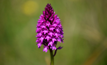 Orchideanyílás a Sas-hegyen