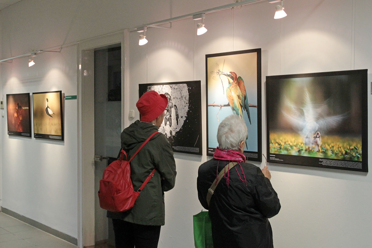 „Nézz madárnak” címmel fotótárlat nyílt a Folyosó Galérián
