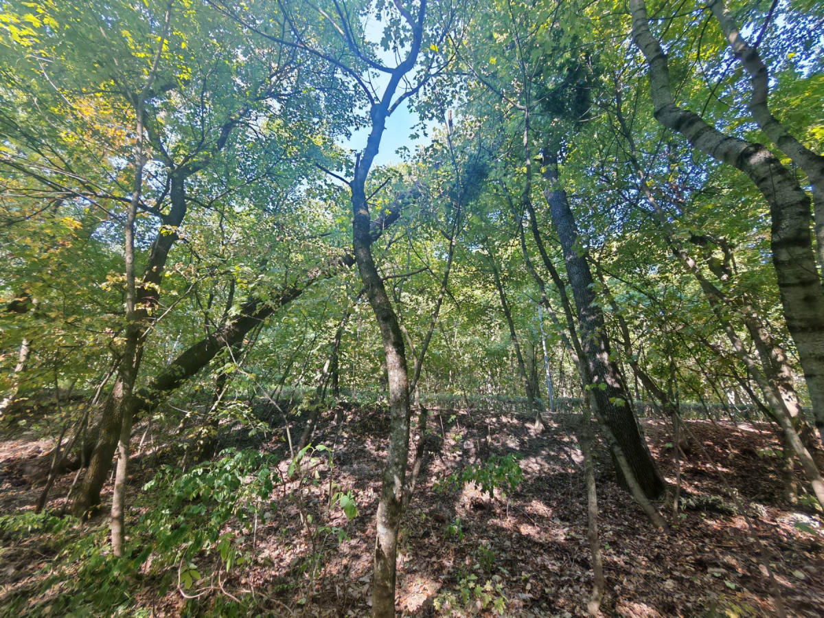 Normafa is érintett az országos kőrishajtás-pusztulás betegségben