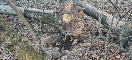 IMG-ea2d0afda1b316d02328eba33e62e1dc-V